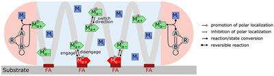 Mathematical modeling of mechanosensitive reversal control in Myxococcus xanthus